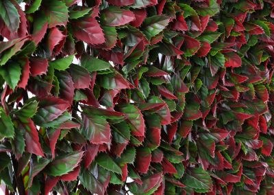 Red Varigated Beech Trellis